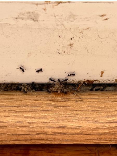 Atlantic Pest Control Inc