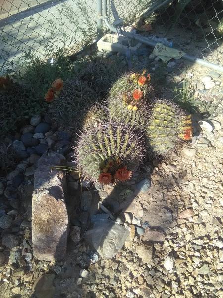 Arizona Cactus & Trees