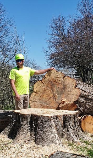 M & E Tree Services