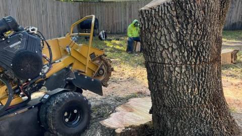 Boni Tree Service & Stump Grinding