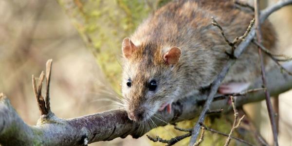 American Rat Control Inc.