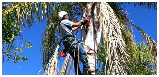 California Tree Solutions Alum Rock