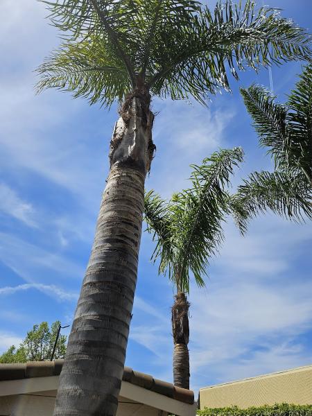 California Tree Solutions Alum Rock