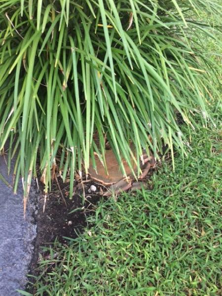 Native Sun Landscape Services