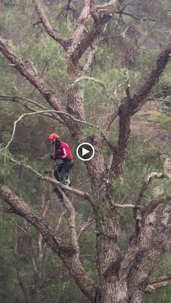 Vista Del Rey Tree Service