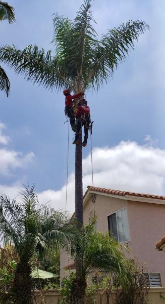 Vista Del Rey Tree Service