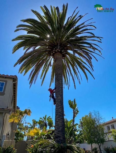 Vista Del Rey Tree Service