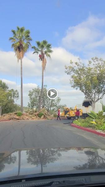 Vista Del Rey Tree Service