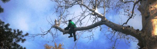 Melo's Tree Service