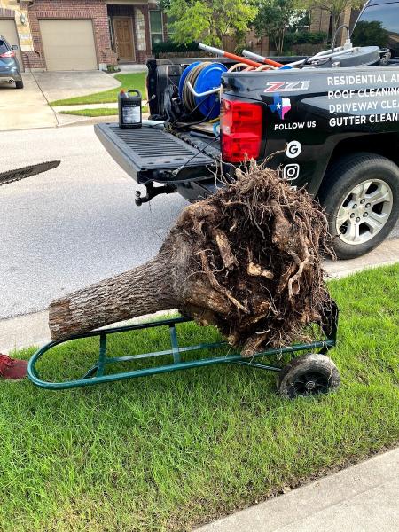 Legacy Tree Trimming