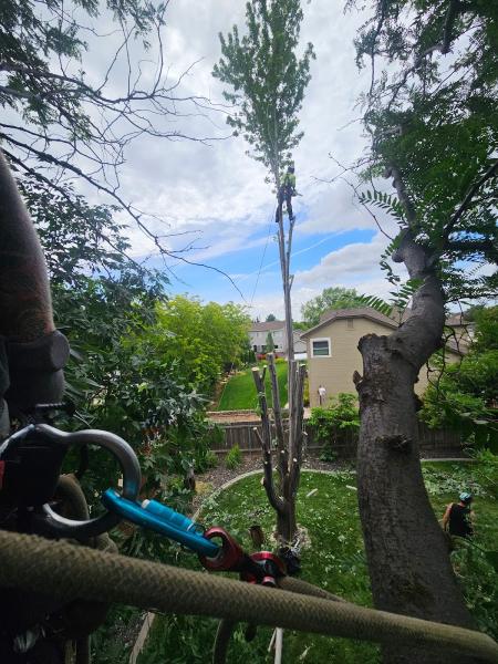 Amp Tree Works LLC