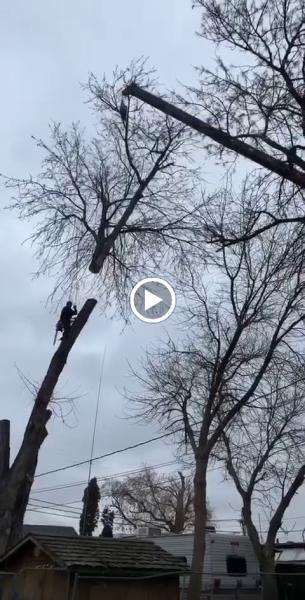 Amp Tree Works LLC