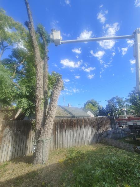 Amp Tree Works LLC