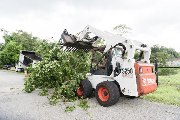 Treescapes Tree Removal Services