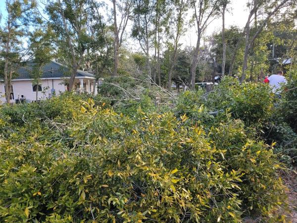 Deep South Tree Experts