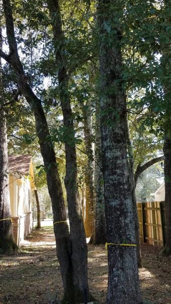 Deep South Tree Experts