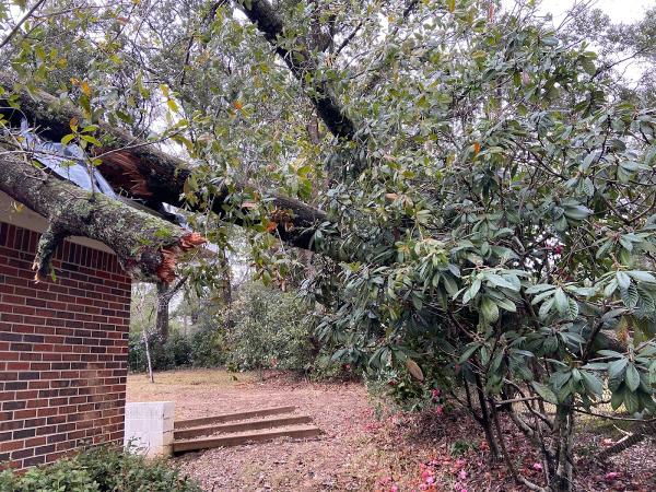Deep South Tree Experts