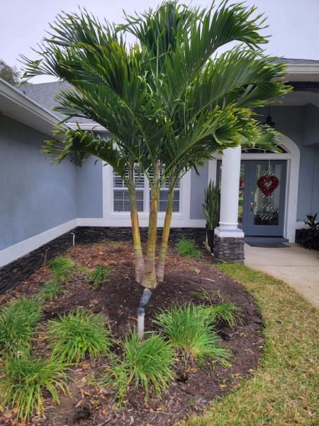 Cheap Guy Tree and Stump Removal