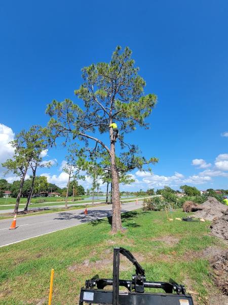 Cheap Guy Tree and Stump Removal
