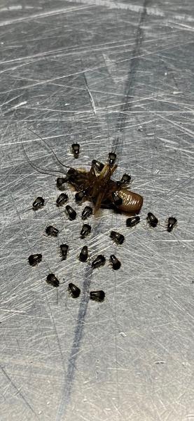 Excelsior Pest Group