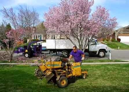 Advanced Tree Services