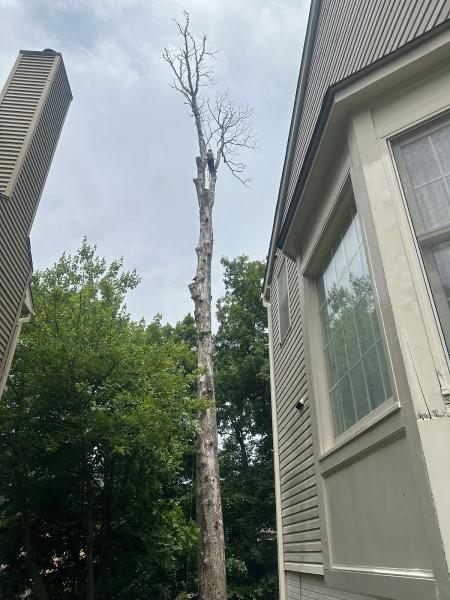 Morales Tree Services and Landscaping