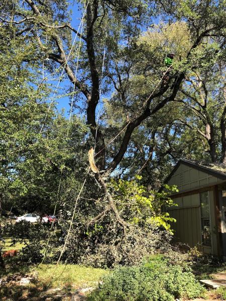Above It All Tree Care