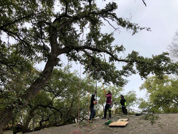 Above It All Tree Care