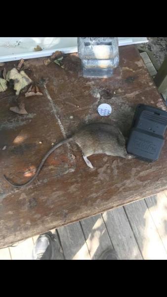 Envirotreat Pest Control