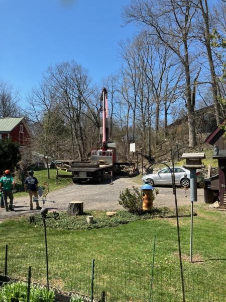 Benedict Tree & Stump Removal