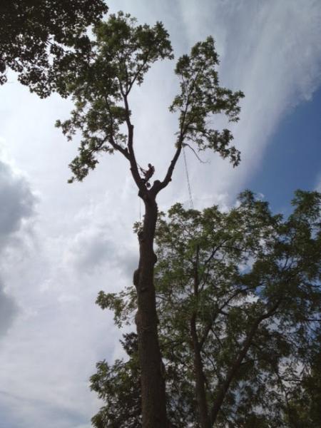 Benedict Tree & Stump Removal