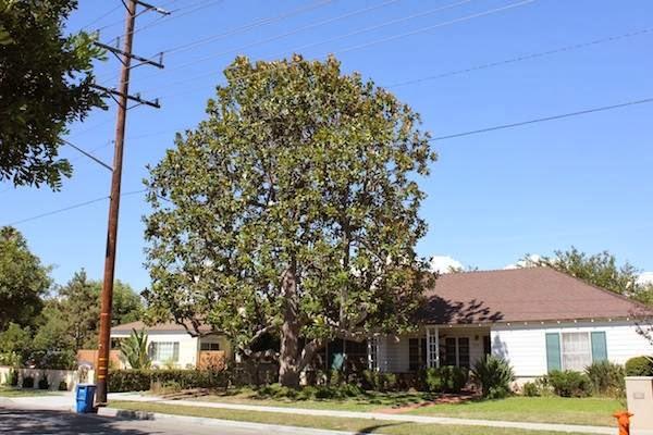 Anderson Tree Experts