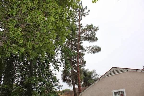 Anderson Tree Experts
