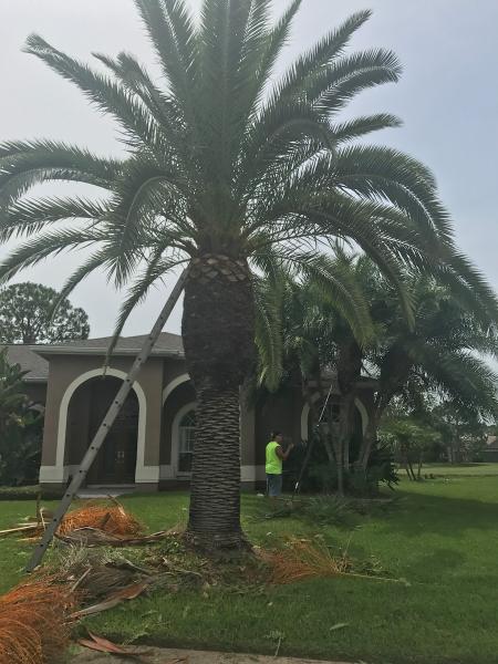 Birds Tree Service