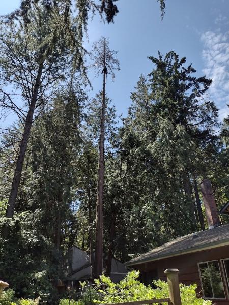Gentlemens Tree Service