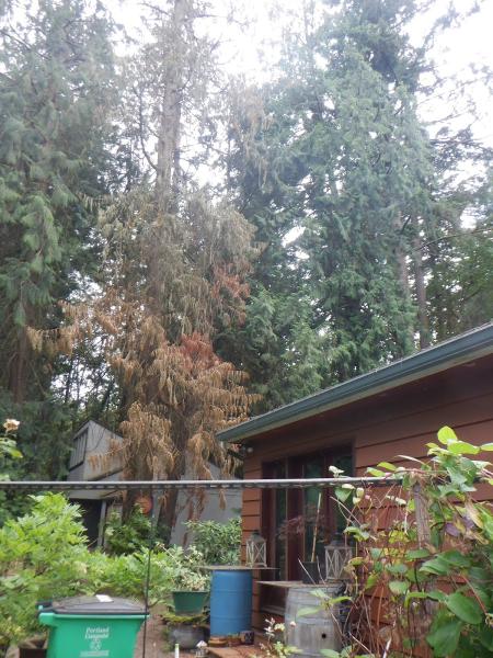 Gentlemens Tree Service