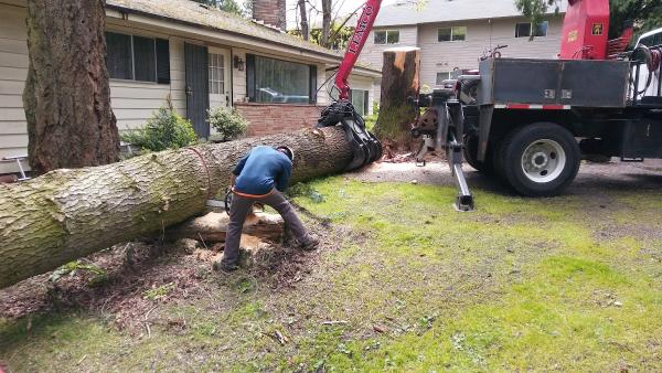 Gentlemens Tree Service