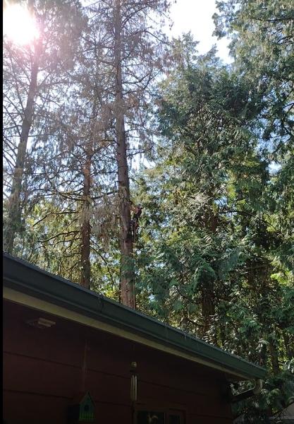 Gentlemens Tree Service