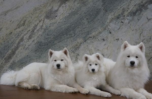 Santo C. Despirt Marble & Granite