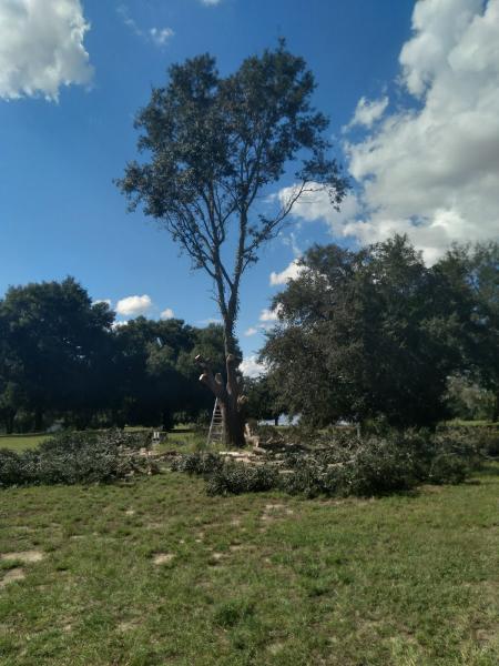 Freedom Tree Works