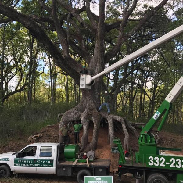Tree Preservation and Removal By Daniel Green
