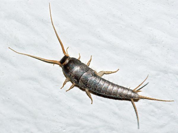 Eastvale Pest Management