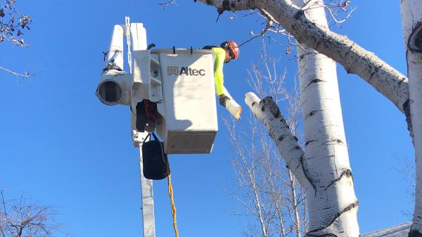 Jordan's Tree Moving & Maintenance