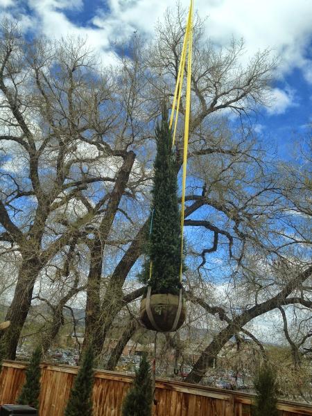 Jordan's Tree Moving & Maintenance