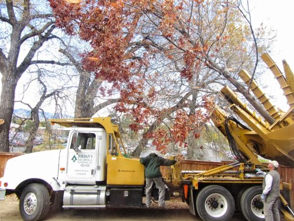 Jordan's Tree Moving & Maintenance