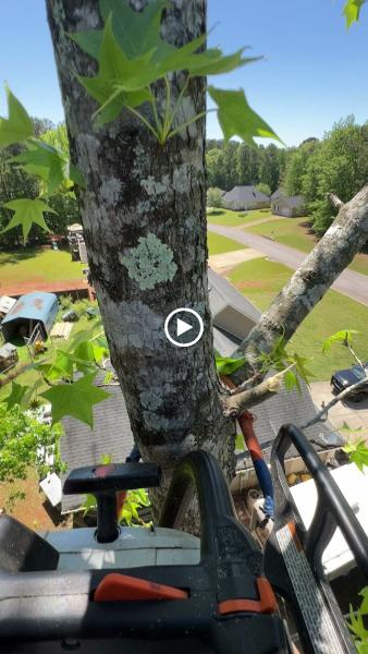 Golden Leaf Tree Service
