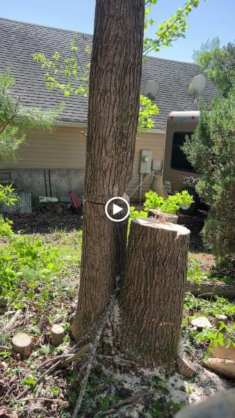 Golden Leaf Tree Service