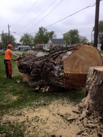 Mike Litke's Tree Service