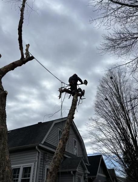 All Points Tree Service