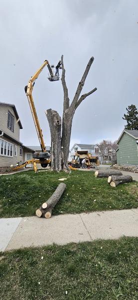 WI Tree Service